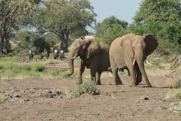 Best of Botswana - Safari combiné Tuli et Okavango