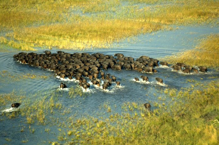 Best of Botswana - Safari combiné Tuli et Okavango