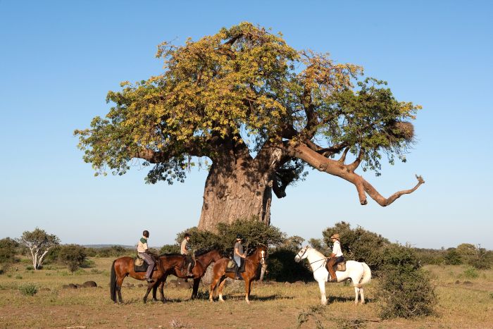 Best of Botswana - Safari combiné Tuli et Okavango