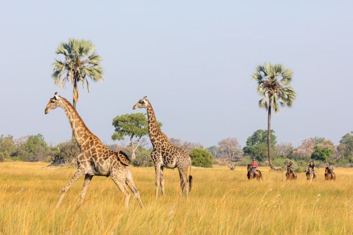 Safari à cheval dans le delta de l'Okavango, Botswana