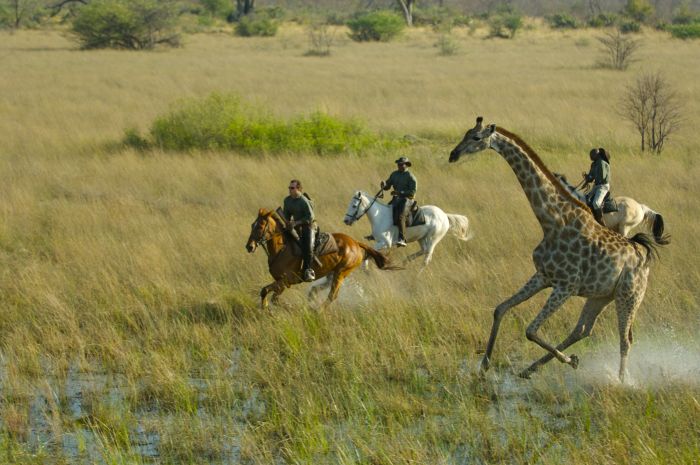 Safari à cheval dans le delta de l'Okavango, Botswana