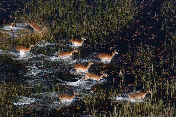 Safari à cheval dans le delta de l'Okavango, Botswana