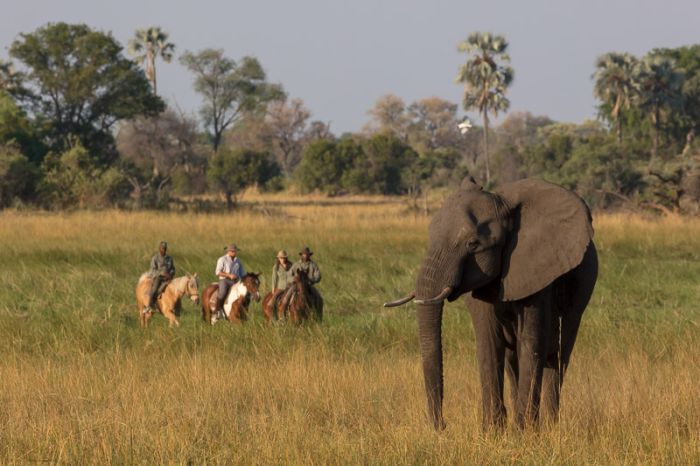 Safari à cheval dans le delta de l'Okavango, Botswana