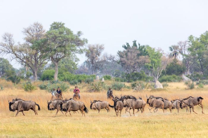 Safari à cheval dans le delta de l'Okavango, Botswana