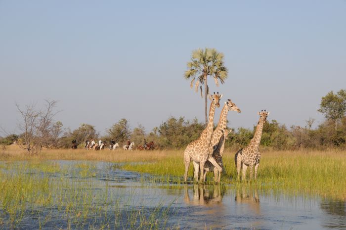 Safari à cheval dans le delta de l'Okavango, Botswana