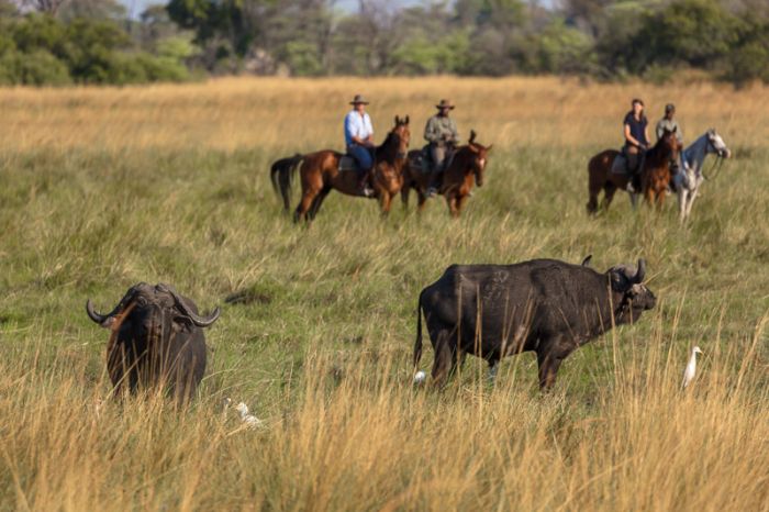 Safari à cheval dans le delta de l'Okavango, Botswana