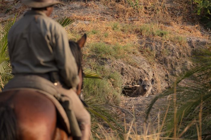 Safari à cheval dans le delta de l'Okavango, Botswana