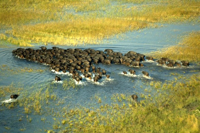 Safari à cheval dans le delta de l'Okavango, Botswana