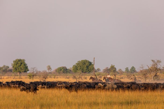 Safari à cheval dans le delta de l'Okavango, Botswana