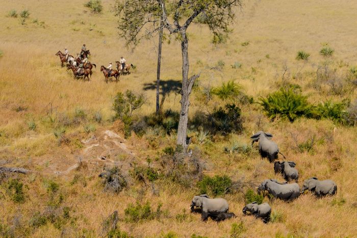 Safari à cheval dans le delta de l'Okavango, Botswana