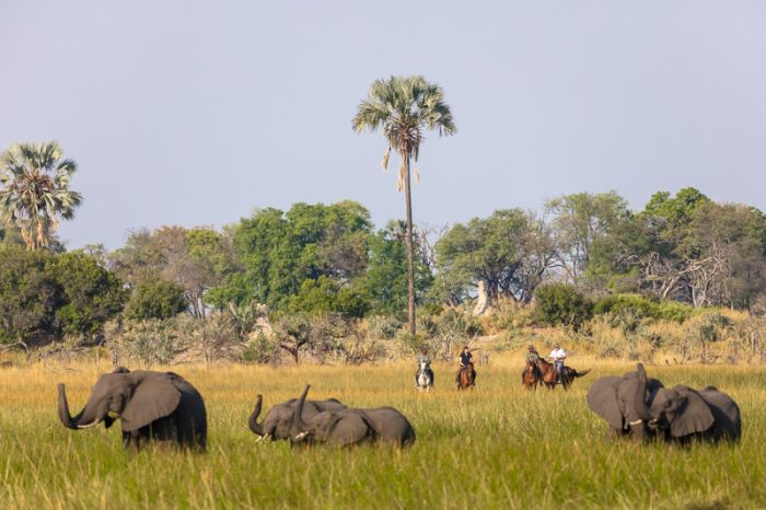 Safari à cheval dans le delta de l'Okavango, Botswana