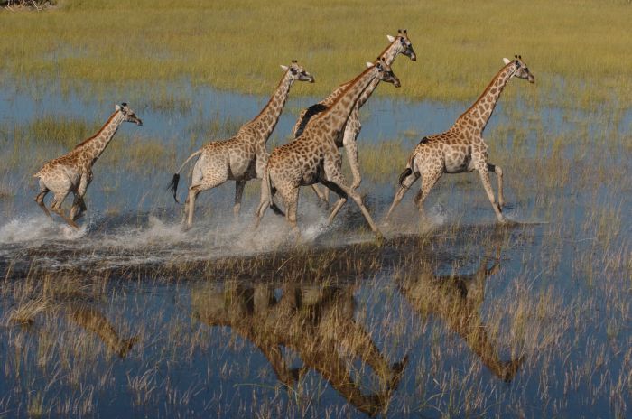 Safari à cheval dans le delta de l'Okavango, Botswana