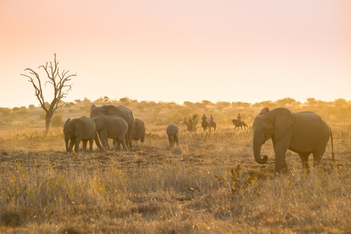 Le pays des géants - Tuli Riding Safari Botswana