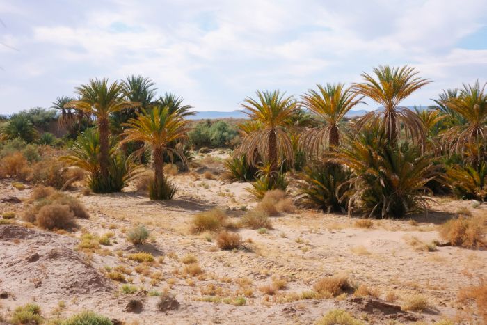 Randonnée dans les déserts du Sahara