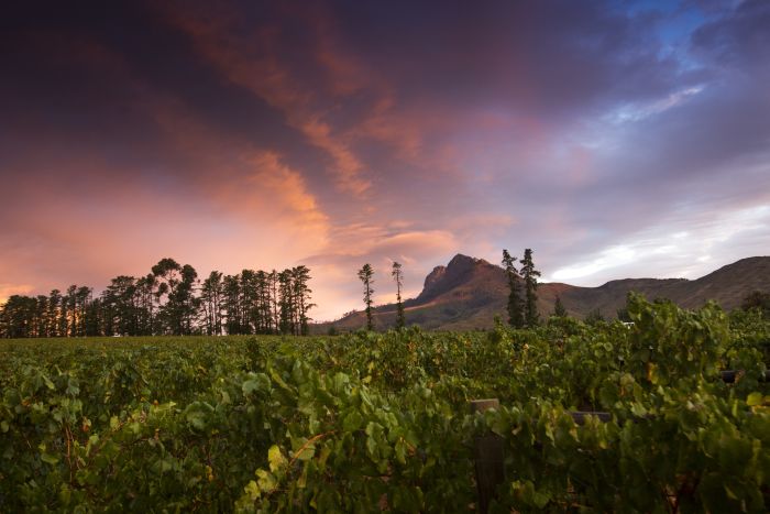 Séjour viticole pour les connaisseurs au Cap