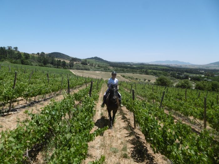 Séjour viticole pour les connaisseurs au Cap