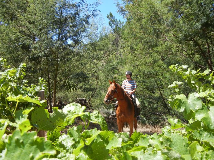 Séjour viticole pour les connaisseurs au Cap