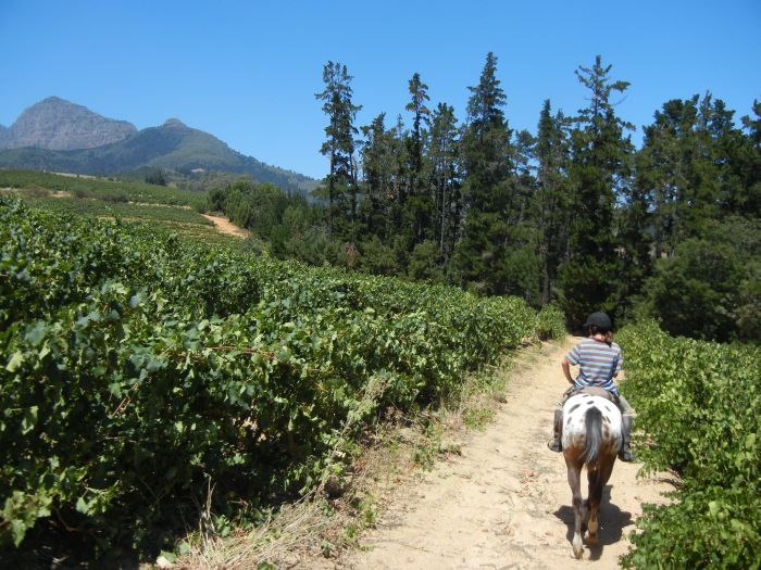 Séjour viticole pour les connaisseurs au Cap