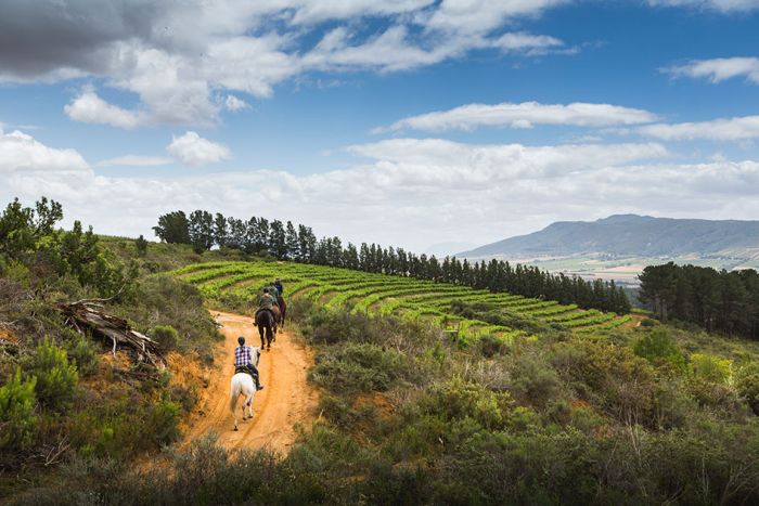 Séjour viticole pour les connaisseurs au Cap
