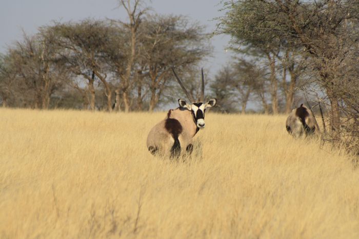 Safari à cheval dans la nature au bord du Kalahari