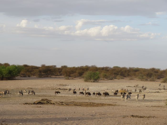 Safari à cheval dans la nature au bord du Kalahari