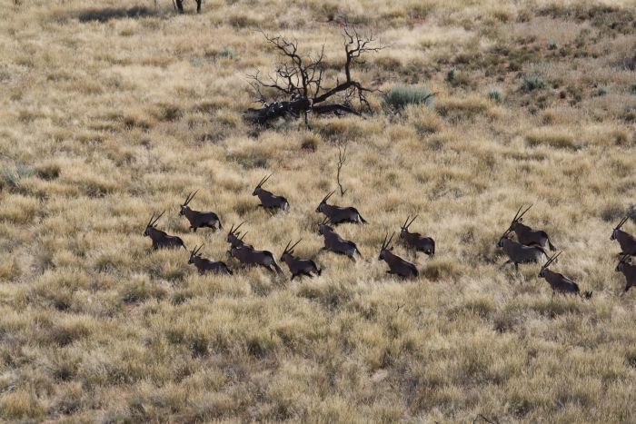 Safari à cheval dans la nature au bord du Kalahari