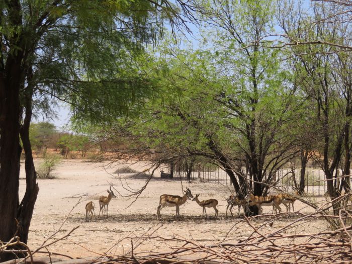 Safari à cheval dans la nature au bord du Kalahari