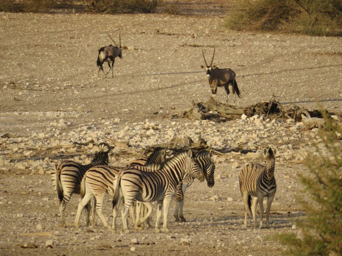 Safari à cheval dans la nature au bord du Kalahari