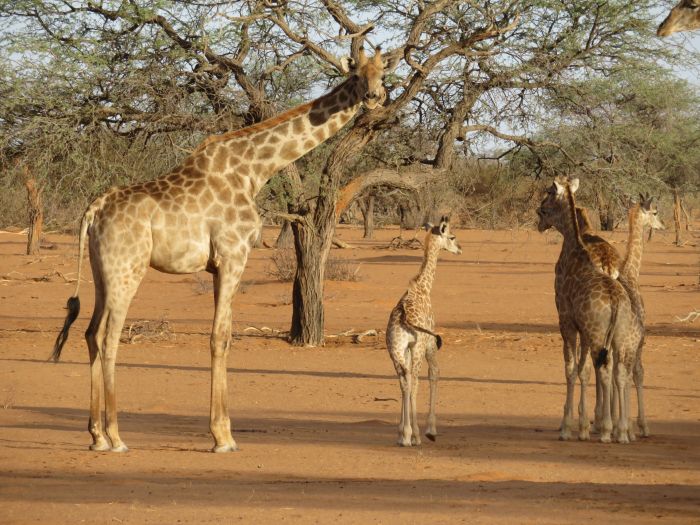 Safari à cheval dans la nature au bord du Kalahari