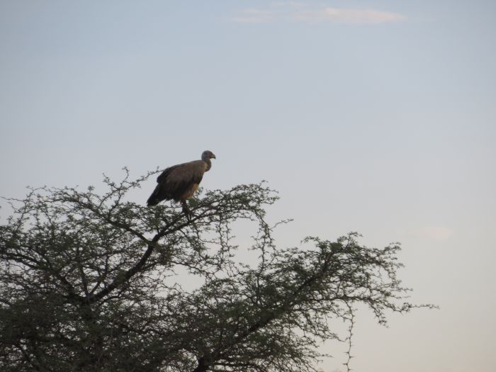 Safari à cheval dans la nature au bord du Kalahari