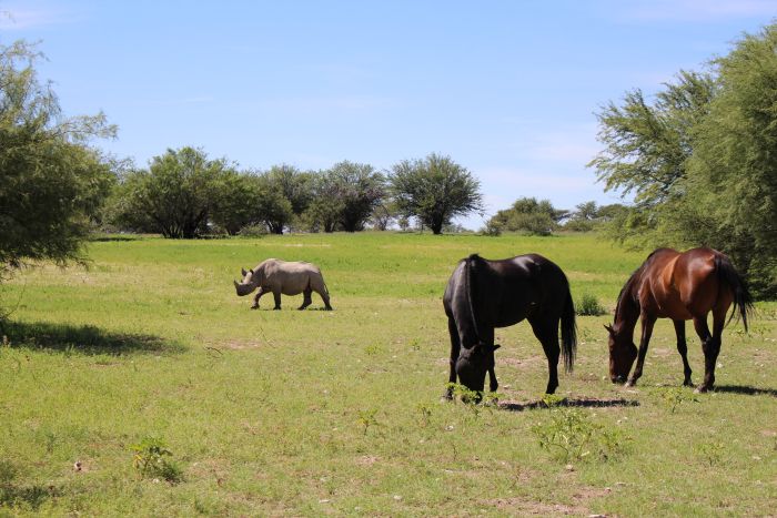 Safari à cheval dans la nature au bord du Kalahari