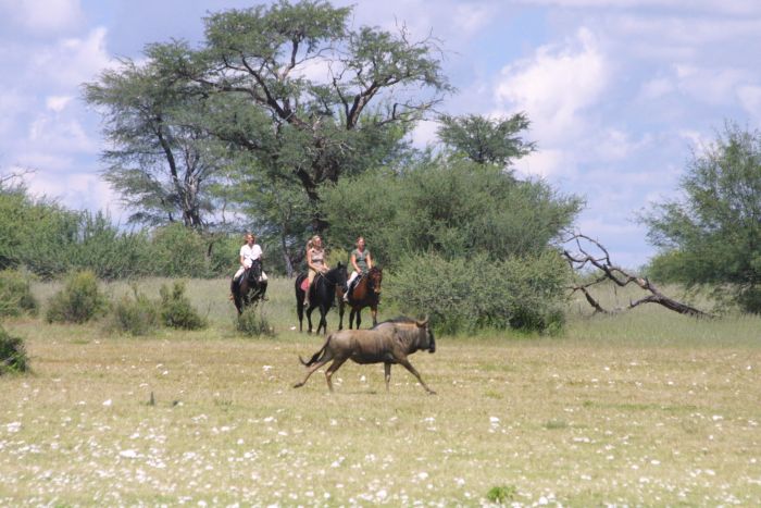 Safari à cheval dans la nature au bord du Kalahari