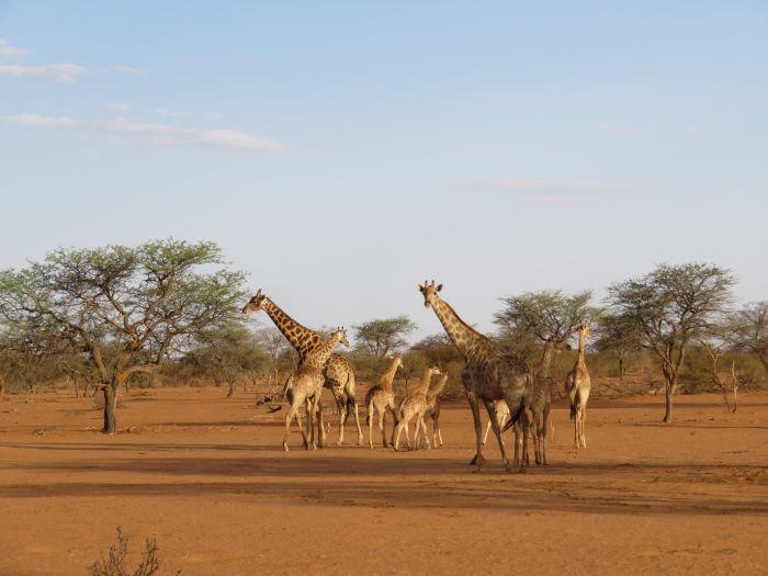 Safari à cheval dans la nature au bord du Kalahari