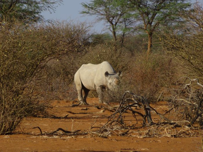 Safari à cheval dans la nature au bord du Kalahari