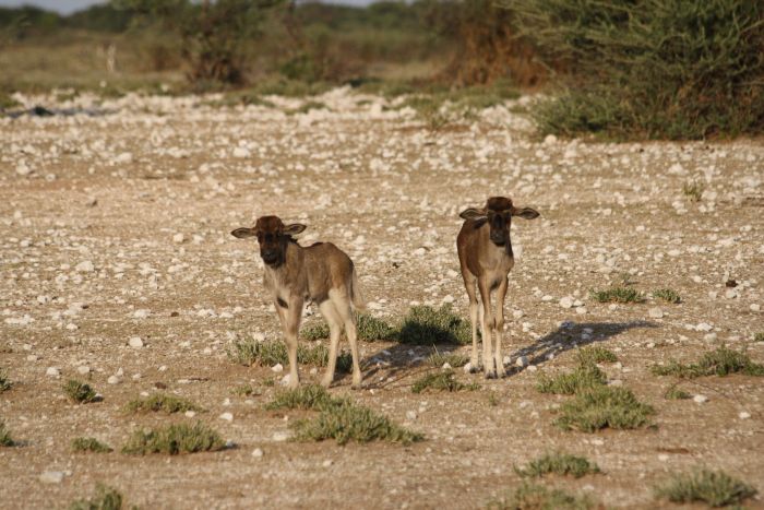 Safari à cheval dans la nature au bord du Kalahari