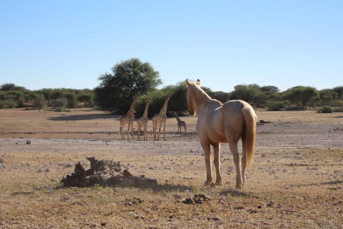 Safari à cheval dans la nature au bord du Kalahari