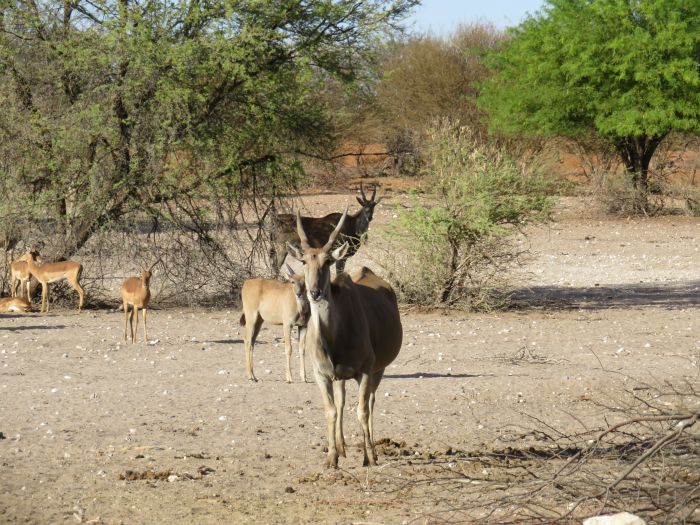 Safari à cheval dans la nature au bord du Kalahari