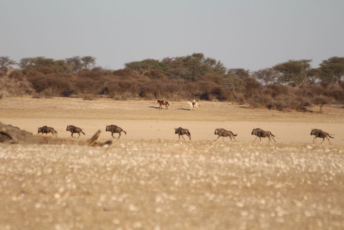 Safari à cheval dans la nature au bord du Kalahari