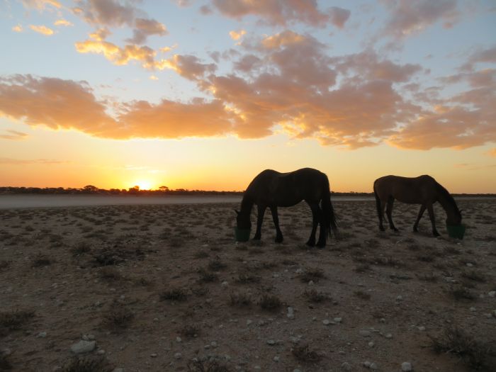 Safari à cheval dans la nature au bord du Kalahari