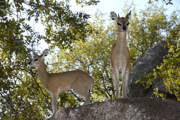 Le Rock Lodge au parc national Kruger