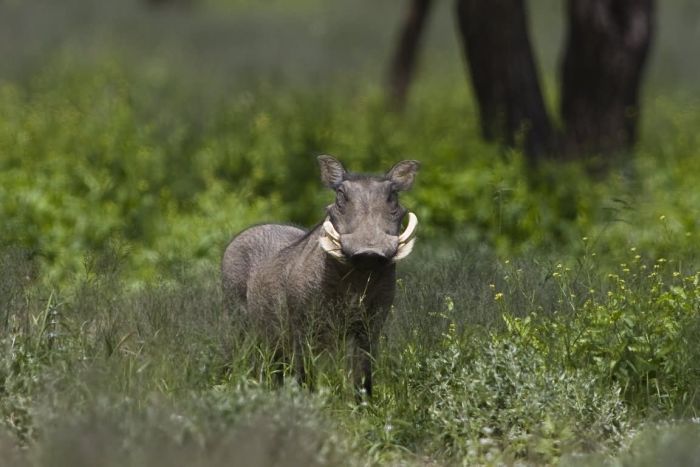 Safari arabe en Namibie