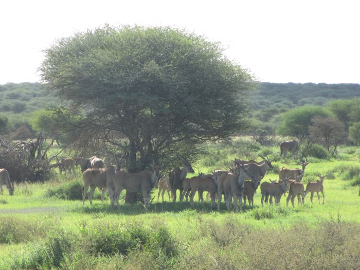 Safari arabe en Namibie