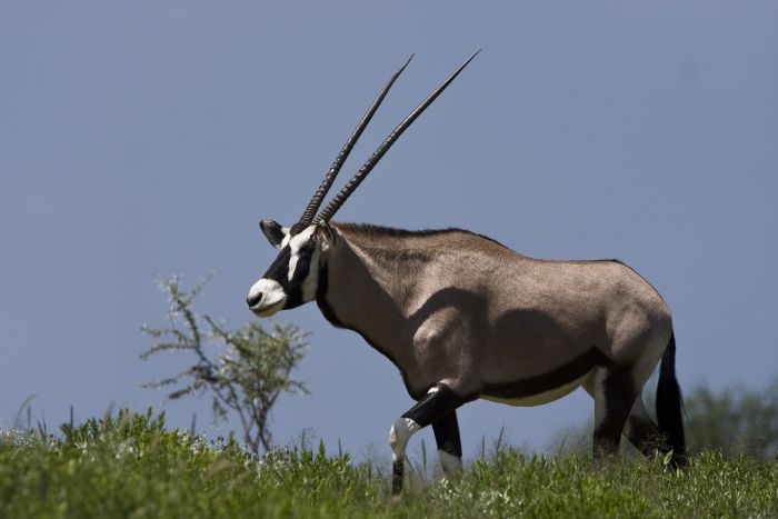 Safari arabe en Namibie