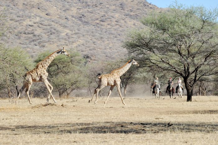 Safari arabe en Namibie