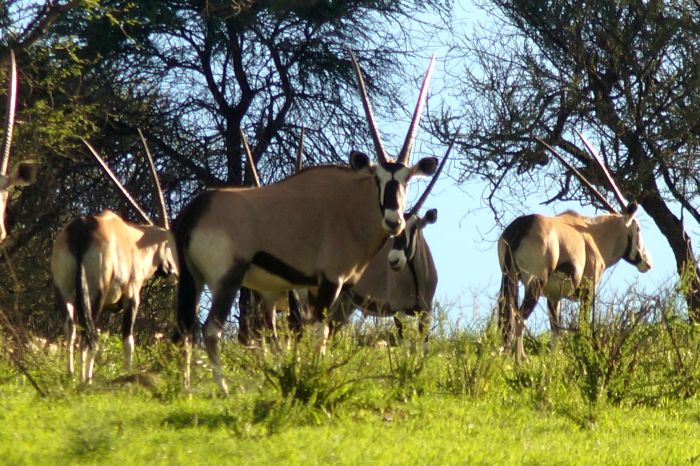 Safari arabe en Namibie