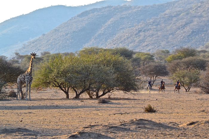 Safari arabe en Namibie