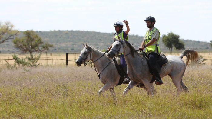 Safari arabe en Namibie