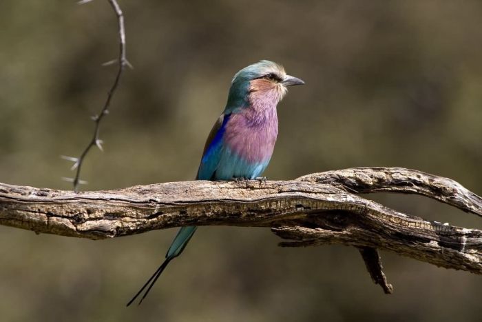 Safari arabe en Namibie