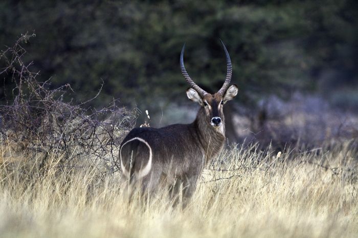 Safari arabe en Namibie