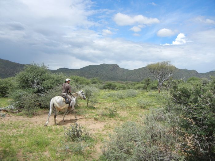 Safari arabe en Namibie